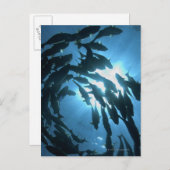 Ecuador, Galapagos-Archipel, Wolf-Insel, Postkarte (Vorne/Hinten)