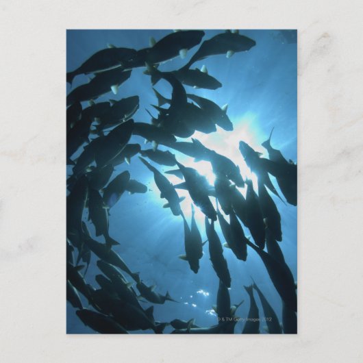 Ecuador, Galapagos-Archipel, Wolf-Insel, Postkarte (Vorderseite)