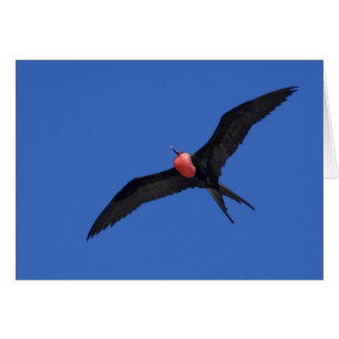 Ecuador, Galapagos. Genovesa-Insel, auch bekannt a