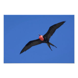 Ecuador, Galapagos. Genovesa-Insel, auch bekannt a Fotodruck