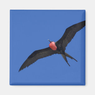 Ecuador, Galapagos. Genovesa-Insel, auch bekannt a Magnet