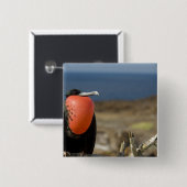 Ecuador, Galapagos, Genovesa-Insel. Prinz Button (Vorne & Hinten)