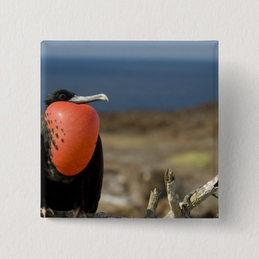 Ecuador, Galapagos, Genovesa-Insel. Prinz Button (Vorderseite)