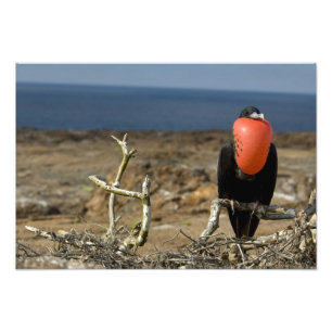 Ecuador, Galapagos, Genovesa-Insel. Prinz Fotodruck