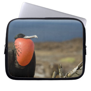 Ecuador, Galapagos, Genovesa-Insel. Prinz Laptopschutzhülle