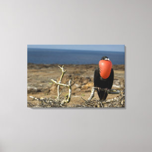 Ecuador, Galapagos, Genovesa-Insel. Prinz Leinwanddruck