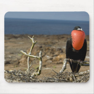 Ecuador, Galapagos, Genovesa-Insel. Prinz Mousepad