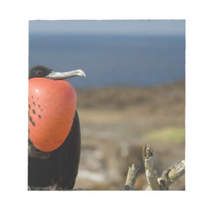 Ecuador, Galapagos, Genovesa-Insel. Prinz Notizblock