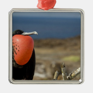 Ecuador, Galapagos, Genovesa-Insel. Prinz Ornament Aus Metall