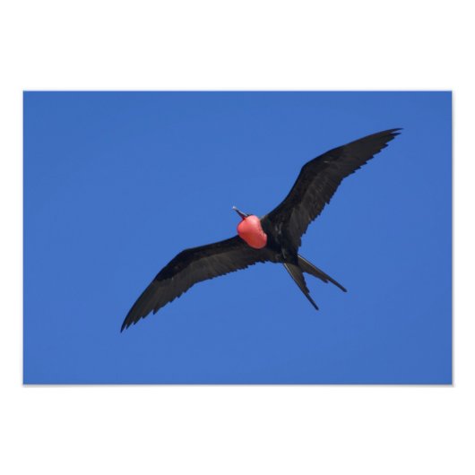 Ecuador, Galapagos. Genovesa Island aka Tower, Fotodruck (Vorne)