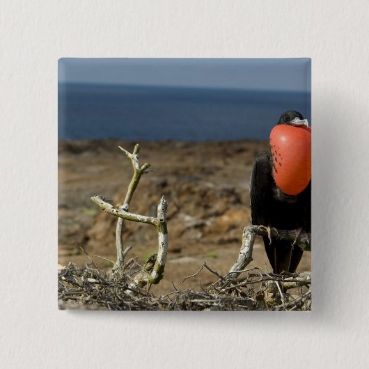 Ecuador, Galapagos, Insel Genua. Prince Button (Vorderseite)