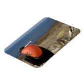 Ecuador, Galapagos, Insel Genua. Prince Magnet (Linke Seite)