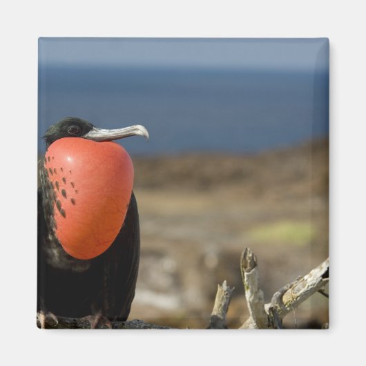 Ecuador, Galapagos, Insel Genua. Prince Magnet (Vorne)