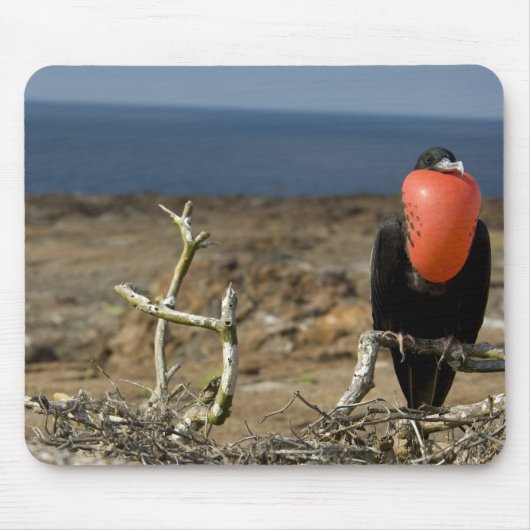 Ecuador, Galapagos, Insel Genua. Prince Mousepad (Vorne)