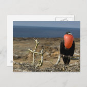 Ecuador, Galapagos, Insel Genua. Prince Postkarte (Vorne/Hinten)