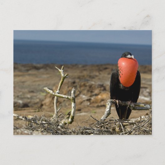 Ecuador, Galapagos, Insel Genua. Prince Postkarte (Vorderseite)