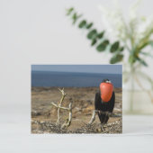 Ecuador, Galapagos, Insel Genua. Prince Postkarte (Stehend Vorderseite)