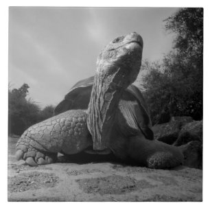 Ecuador, Galapagos-Inseln Nationalpark, Santa Fliese