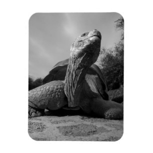 Ecuador, Galapagos-Inseln Nationalpark, Santa Magnet
