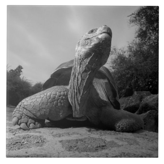 Ecuador, Galapagos Islands National Park, Santa Fliese (Vorderseite)