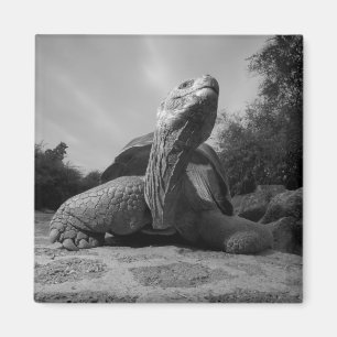 Ecuador, Galapagos Islands National Park, Santa Magnet