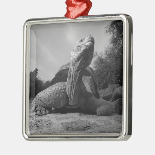Ecuador, Galapagos Islands National Park, Santa Silbernes Ornament (Links)