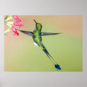 Ecuador Hummingbird mit langen Schwanz Federn Poster (Vorne)