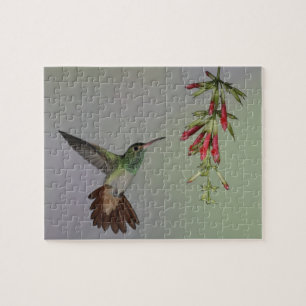Ecuador, Tandayapa Bird Lodge. Rotschwanz- Puzzle