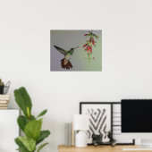 Ecuador, Tandayapa Bird Lodge. Rufous-tailed Poster (Heimbüro)