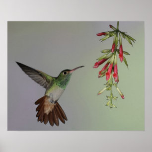 Ecuador, Tandayapa Bird Lodge. Rufous-tailed Poster