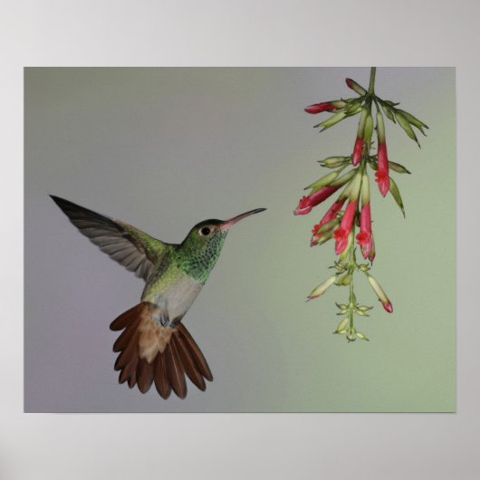 Ecuador, Tandayapa Bird Lodge. Rufous-tailed Poster (Vorne)