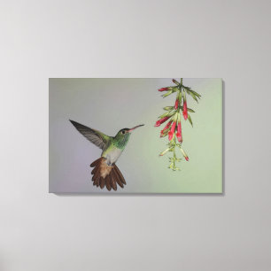 Ecuador, Tandayapa Bird Lodge rufous-tails Leinwanddruck