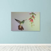 Ecuador, Tandayapa Bird Lodge rufous-tails Leinwanddruck (Insitu (Holzboden))