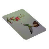 Ecuador, Tandayapa Bird Lodge rufous-tails Magnet (Rechte Seite)