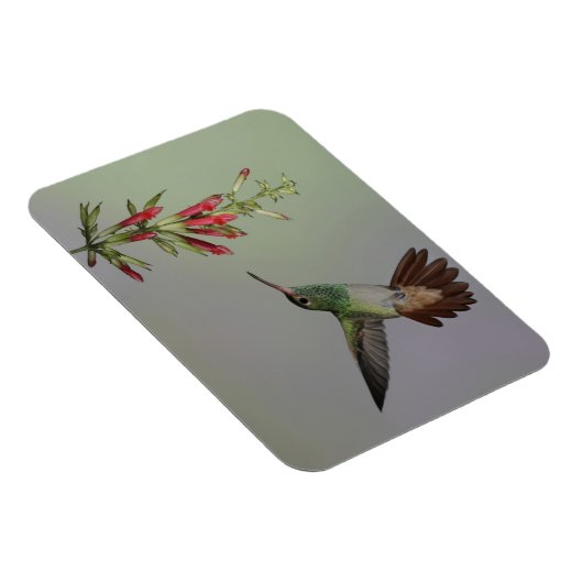 Ecuador, Tandayapa Bird Lodge rufous-tails Magnet (Rechte Seite)