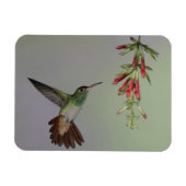 Ecuador, Tandayapa Bird Lodge rufous-tails Magnet (Horizontal)