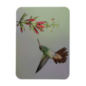 Ecuador, Tandayapa Bird Lodge rufous-tails Magnet (Vertikal)