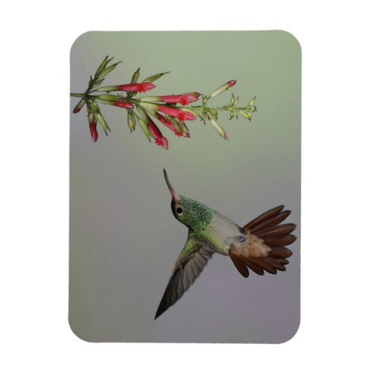 Ecuador, Tandayapa Bird Lodge rufous-tails Magnet (Vertikal)