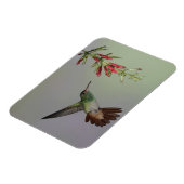 Ecuador, Tandayapa Bird Lodge rufous-tails Magnet (Linke Seite)