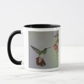 Ecuador, Tandayapa Bird Lodge rufous-tails Tasse (Links)