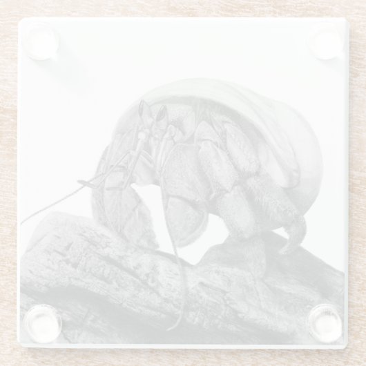 Ecuadorian Hermit Crab C. Compressus Untersetzer (Rückseite)