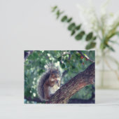 Écureuil Postkarte (Stehend Vorderseite)