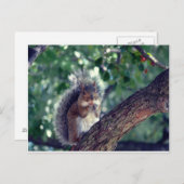 Écureuil Postkarte (Vorne/Hinten)