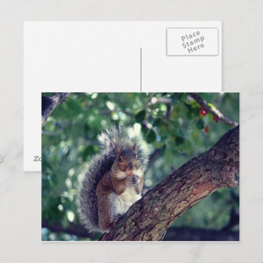 Écureuil Postkarte (Vorne/Hinten)