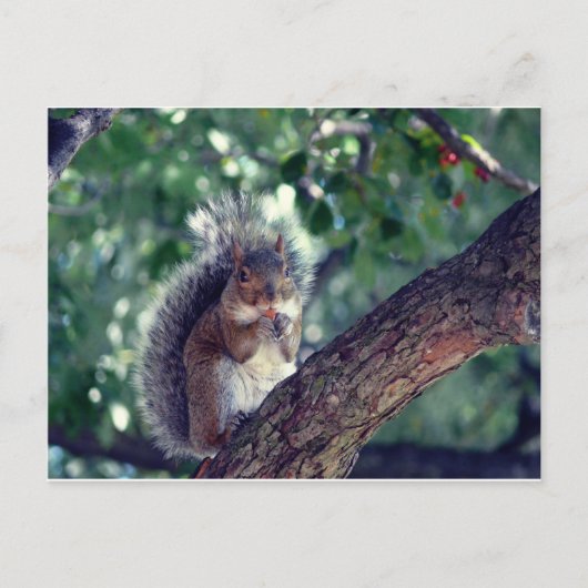 Écureuil Postkarte (Vorderseite)
