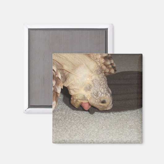 Ed and the Sock, Sulcata Tortoise Magnet (Vorderseite/Rückseite)