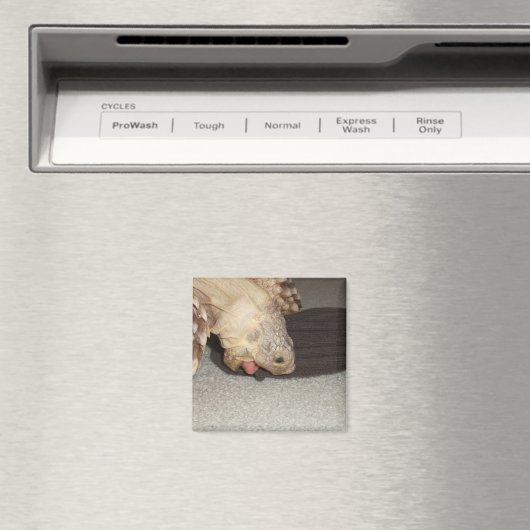 Ed and the Sock, Sulcata Tortoise  Magnet (In Situ (Geschirrspüler))