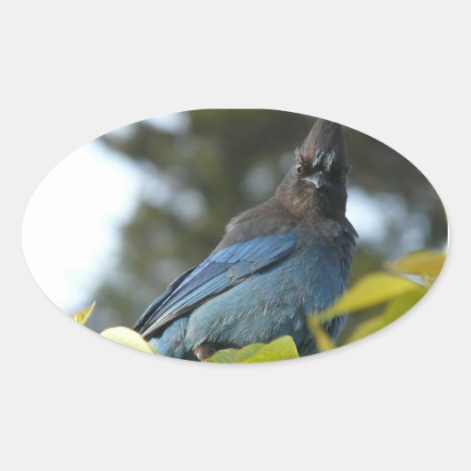 Ed Sutton - Steller Jay Ovaler Aufkleber (Vorderseite)
