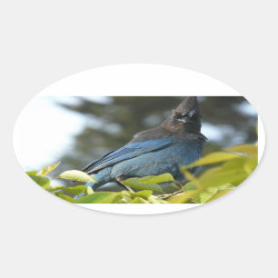 Ed Sutton - Steller Jay Ovaler Aufkleber