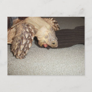 Ed und Sock, Sulcata Tortoise Bath Mat Postkarte